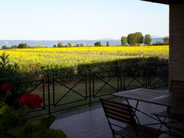 Agriturismo Bolsena - Arlena - girasoli
